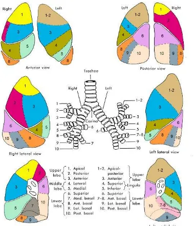 Gambar 2 Anatomi segmen paru.18