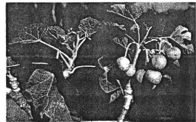 Gambar 1. Pohon jarak pagar (Jatropha curcas L.) 