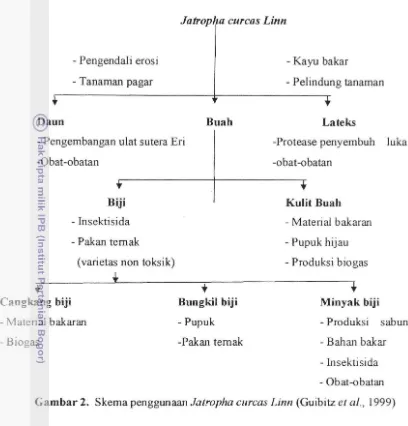 Gambar 2. Skema penggunaan Jatropha cllrcas Linn (Guibitz et aI., 1999) 