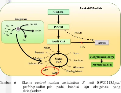 Gambar 6  Skema central carbon metabolism E. coli BW25113Δpta/ 