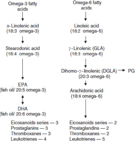 Gambar 3. Metabolisme asam lemak rantai panjang dalam imunonutrisi.12
