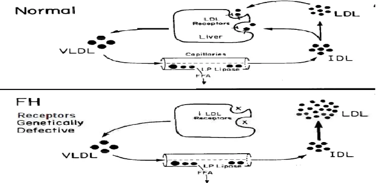 Gambar 1. Mekanisme hati mengontrol proses produksidan kataolisme LDL