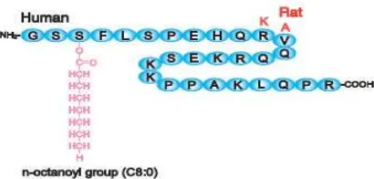 Gambar 4 Struktur ghrelin manusia dan tikus. Keduanya merupakan peptida dengan 28 asam amino dimanaSer3 dimodifikasi oleh asam lemak, n-octanoic acid