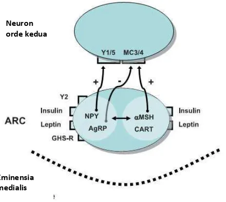 Gambar 2. Nukleus arkuata (ARC) dan regulasi nafsu makan. Keterangan: α-MSH: α -melanocyte-stimulating hormone; GHS-R= growth hormone secretagogue receptor; NPY: neuropeptida Y; AgRP: agoutirelated peptide; CART: cocaine-and-amphetamine related transcript.Sumber: Wynne dkk, 2005.3