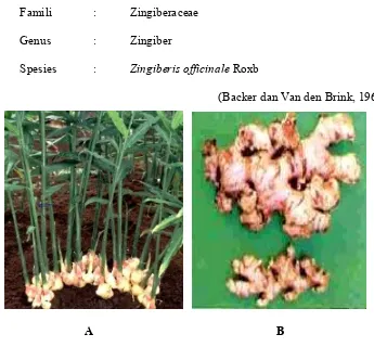 Gambar 1. Tanaman jahe merah (Zingiber officinale Roxb) (A) dan  Rimpang jahe merah (Zingiber officinale Roxb) (B)  