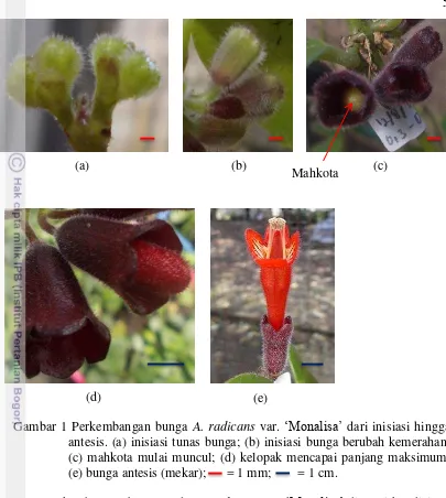 Gambar 1 Perkembangan bunga A. radicans var. „Monalisa‟ dari inisiasi hingga 
