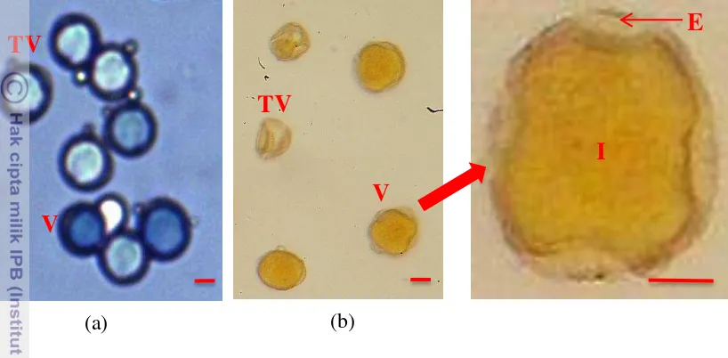 Gambar 8 Viabilitas serbuk sari dengan uji pewarnaan. (a) anilin blue 1%; (b) 