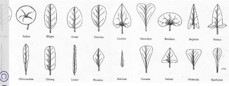 Gambar 2  Bentuk-bentuk daun menurut Benson (1957) 