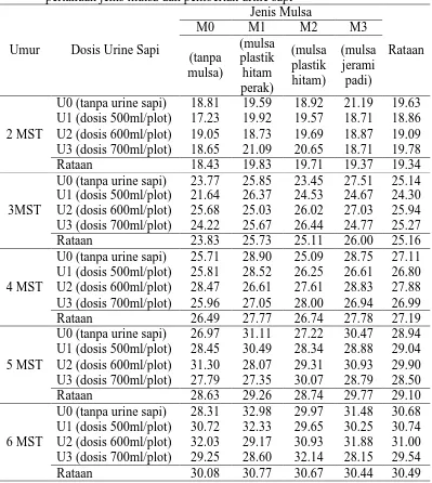 Tabel 1. Rataan tinggi tanaman bawang merah (cm) umur 2-7 MST pada perlakuan jenis mulsa dan pemberian urine sapi Jenis Mulsa 