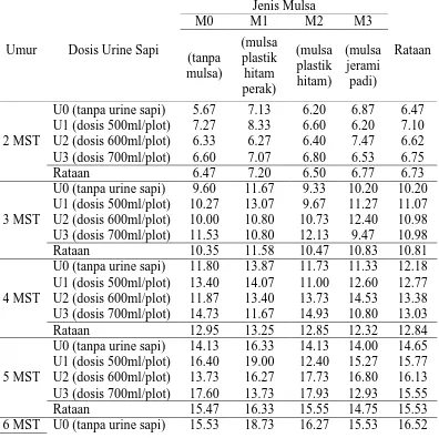 Tabel 2. Rataanjumlah daun per rumpun bawang merah(helai) umur 2-7 MST  pada perlakuan jenis mulsa dan pemberian urine sapi Jenis Mulsa 