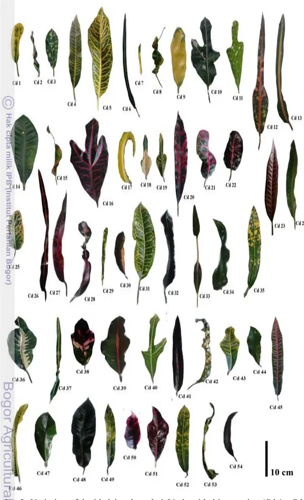 Gambar 2  Variasi morfologi helaian daun dari 54 aksesi kultivar puring (Cd 1 - Cd 54)  di kawasan Kampus di kawasan Kampus IPB, Dramaga 
