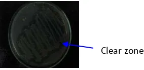 Figure 1. Bacillus papandayan K29-14 in chitinolityc media 