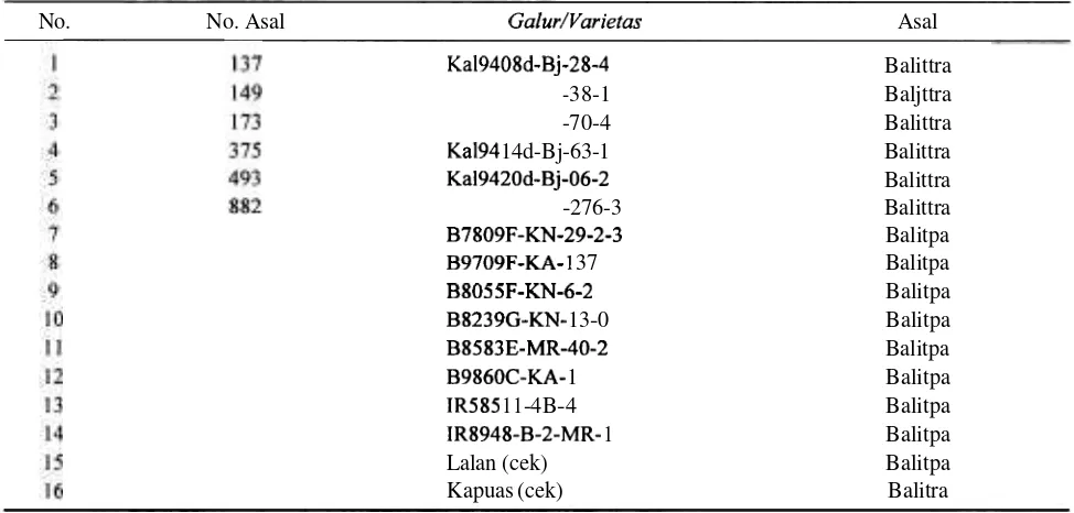 Tabel I. Galur-galur uji multilokasi yang berasal dari Balittra dan Balitpa, MK 2000 