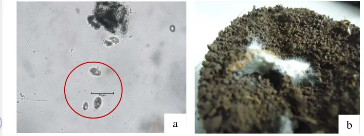 Gambar 3  Mikroorganisme pada  bangkai larva T. molitor dengan menggunakan 