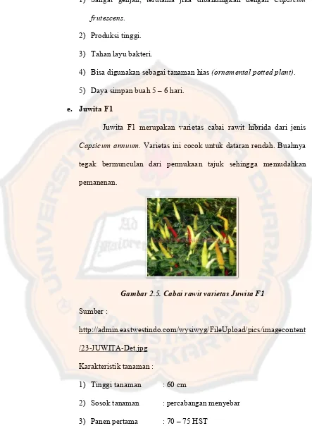 Gambar 2.5. Cabai rawit varietas Juwita F1 