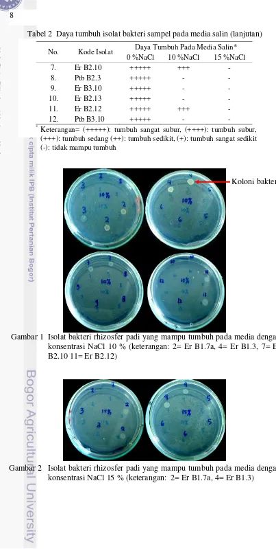 Tabel 2  Daya tumbuh isolat bakteri sampel pada media salin (lanjutan) 