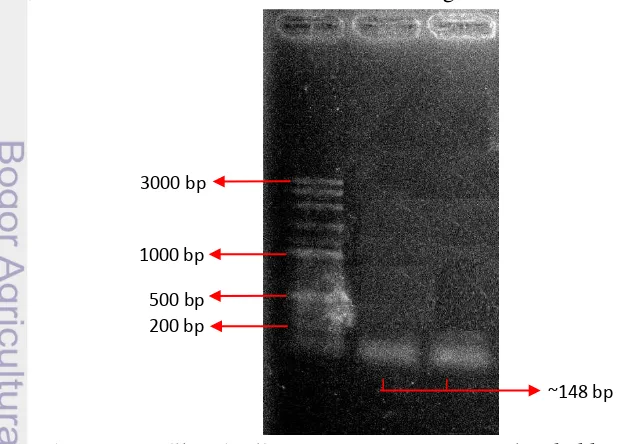 Gambar 4 Amplikon hasil PCR gen  IaaM (M= Marker ladder 100 bp , 1= Er 1.7a, 