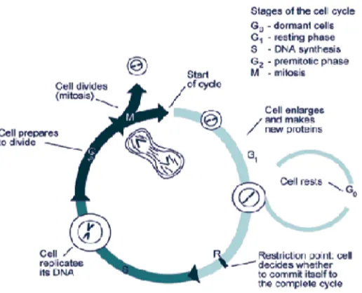 Gambar 1. Siklus Sel. Siklus sel terdiri dari 4 fase yaitu fase-G1 (fasepertumbuhan ke-1), fase-S (fase sintesis), fase-G2 (fase pertumbuhanke-2) dan fase-M (fase mitosis)