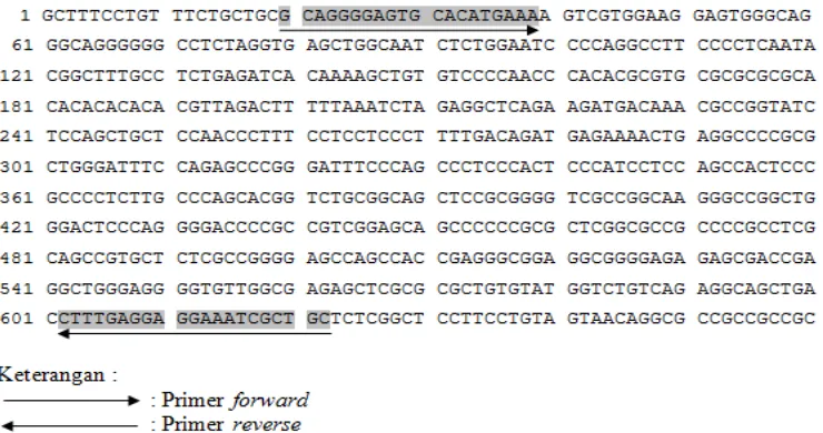Gambar 1  Posisi penempelan primer pada fragmen gen STAT5A promoter 