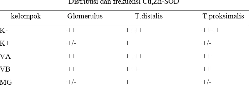 Tabel 1. Distribusi dan frekuensi Cu,Zn-SOD pada jaringan ginjal tikus 