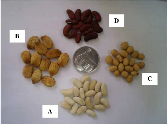 Gambar 1. Benih yang Digunakan dalam Penelitian (A) Kacang Buncis Varietas Yuangga, (B) Pare Varietas Arjuna F1, (C) Kacang Kedelai Varietas Wilis, dan (D) Kacang Panjang Varietas Arto 