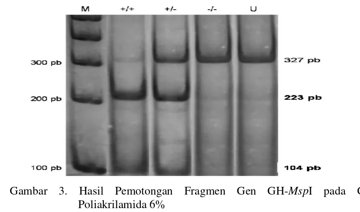 Gambar 3. Hasil Pemotongan Fragmen Gen GH-MspI pada Gel 