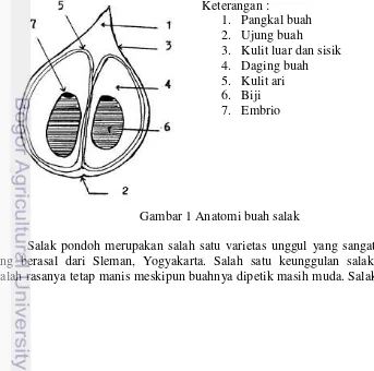 Gambar 1 Anatomi buah salak 