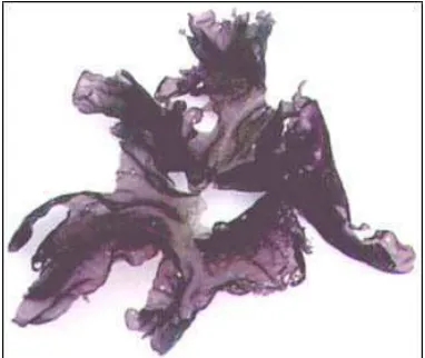 Gambar 2. Porphyra sp  