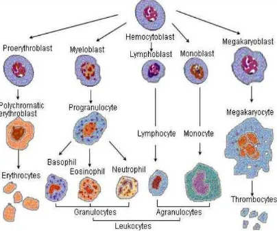 Gambar 1. Sel-sel dalam Darah Mamalia 