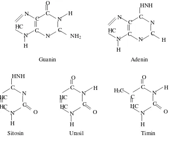 Gambar 2. Struktur Adenin, Guanin, Sitosin, Urasil, dan Timin 
