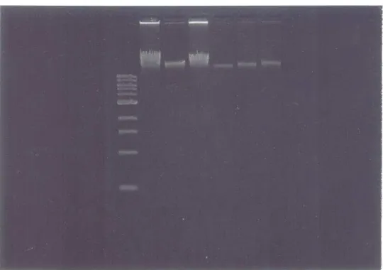 Gambar 3. Hasil Pemotretan Elektroforesis dari DNA Marker (M) I Kb dan Enam Sempel DNA (T1-T6) 