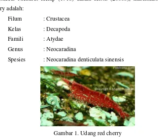 Gambar 1. Udang red cherry 