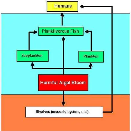 Figure 1. Food web of Harmful Algal Bloom