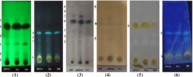Gambar 1. Penam pakan bercak pada ekstrak etanol rimpang Zingiber zerumbet secara TLC