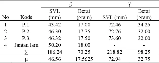 Tabel 4. Ukuran panjang tubuh/SVL (Snout Vent Lenght) dan berat badan pasangan katak yang kawin