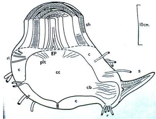 Gambar 1. Struktur Bonggol Tanaman Pisang (Simonds, 1970)     