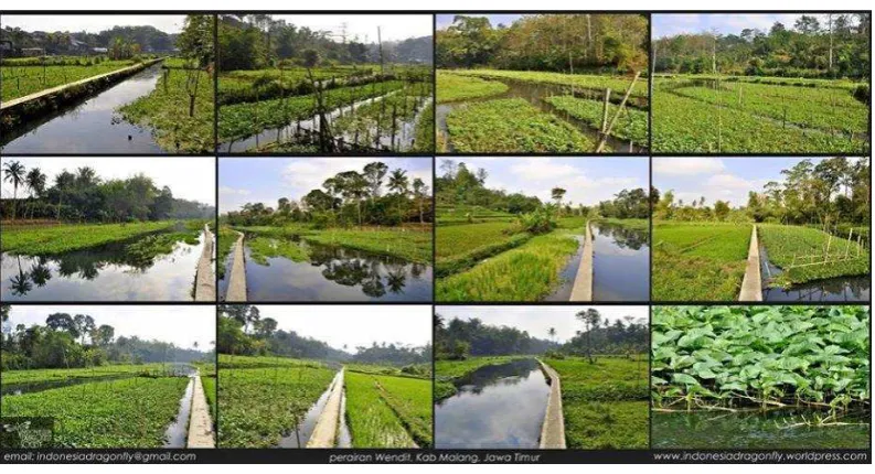 Gambar II.2 Habitat capung 