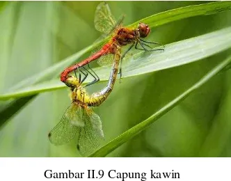 Gambar II.9 Capung kawin 