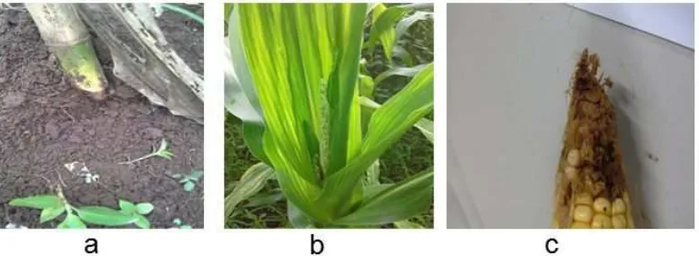 Gambar 5 Gejala serangan organisme pengganggu tanaman (a) rayap (b) bulai(c) ulat tongkol