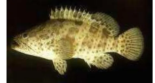 Gambar 1. Morfologi Ikan Kerapu Macan (E.fuscoguttatus) (Tarwiyah 2001) 