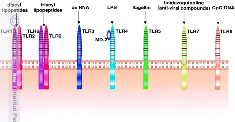 Gambar 2. Ligan yang dikenali oleh TLR (Tasakka dan Sakai 2004).  