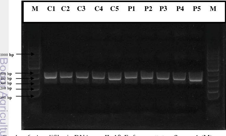 Gambar 6. Amplifikasi cDNA gen IL-1β E. fuscoguttatus. Sumur 1 (M); marker    