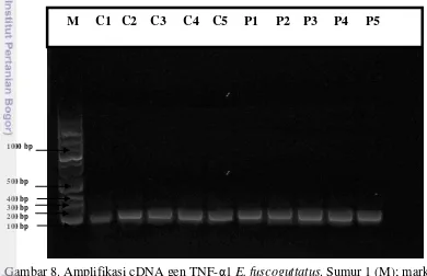Gambar 8. Amplifikasi cDNA gen TNF-α1 E. fuscoguttatus. Sumur 1 (M); marker 