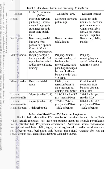 Tabel 2  Identifikasi koloni dan morfologi F. fujikuroi  