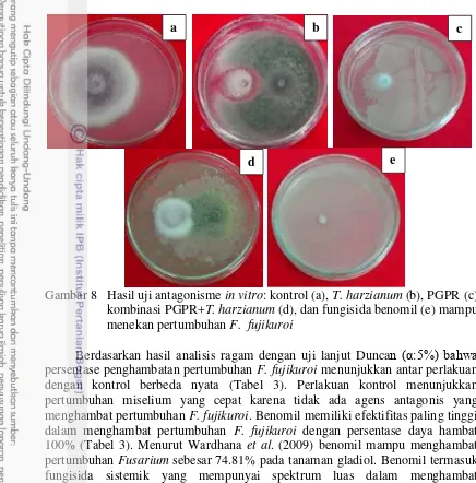 Gambar 8   Hasil uji antagonisme                                               in vitro: kontrol (a), 