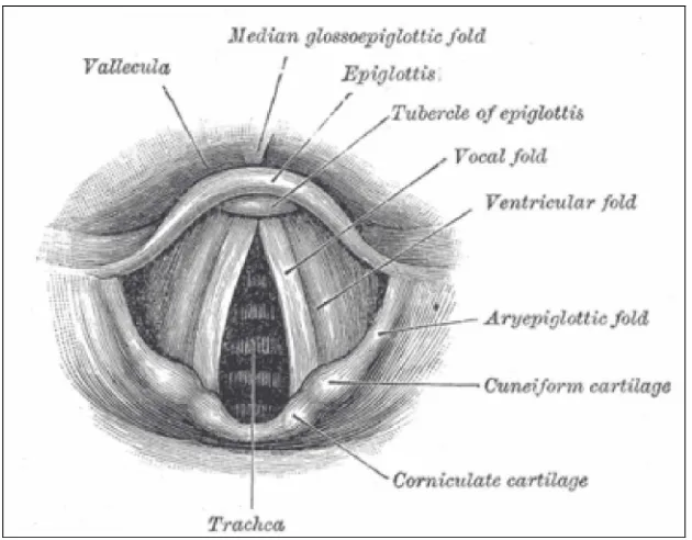 Figure 2.1 A labeled anatomical diagram of the vocal folds or cords