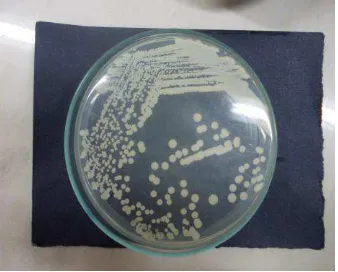 Gambar 1.2 Gambaran Koloni Staphylococcus aureus pada Lempeng Agar Darah (LAD) 