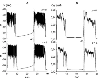 FIGURE 3Wave propagation in the model of coupled1–3). Propagating AP with complex phase dynamics at the plateau (intracellular calcium concentration Caevokes calcium influx into the cells appearing as a propagating calciumwave ( �-cells (Eqs.A)B)