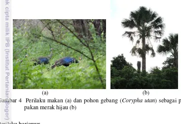Gambar 4  Perilaku makan (a) dan pohon gebang (Corypha utan) sebagai pohon 