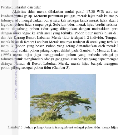 Gambar 5  Pohon pilang (Acacia leucophloea) sebagai pohon tidur merak hijau  